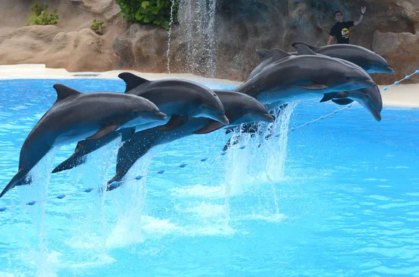 Dolphin show in Loro Park in Puerto de la Cruz on Tenerife. — Zdjęcie stockowe