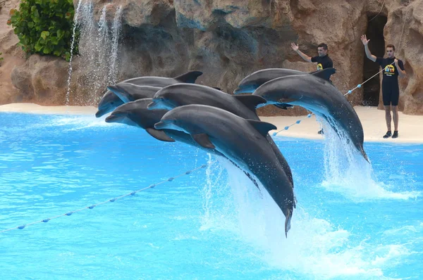 Dolphin show in Loro Park in Puerto de la Cruz on Tenerife. — Zdjęcie stockowe