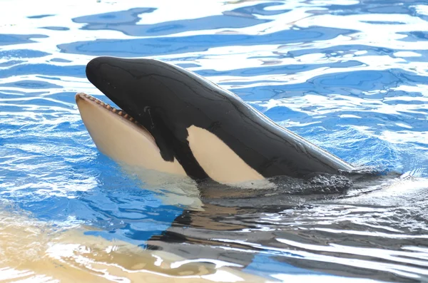 Ballena Orca en Loro Park en Puerto de la Cruz en Tenerife, Islas Canarias —  Fotos de Stock