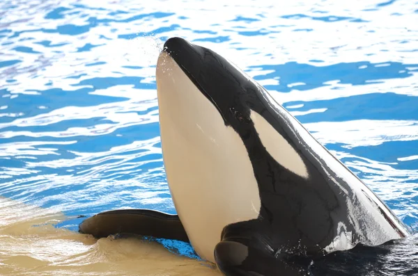 Orca whale in Loro Park in Puerto de la Cruz on Tenerife, Canary Islands — Zdjęcie stockowe