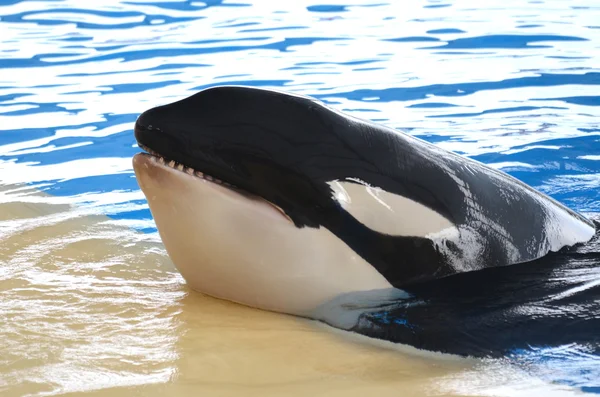 Orca whale in Loro Park in Puerto de la Cruz on Tenerife, Canary Islands — Zdjęcie stockowe