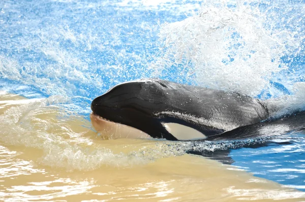 Orca whale in Loro Park in Puerto de la Cruz on Tenerife, Canary Islands — Zdjęcie stockowe