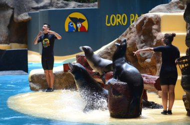 Puerto de la Cruz'da Tenerife Loro Park'ta deniz aslanları gösterme