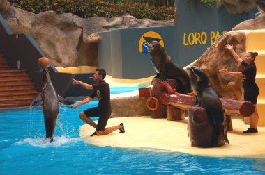 Puerto de la Cruz'da Tenerife Loro Park'ta deniz aslanları gösterme