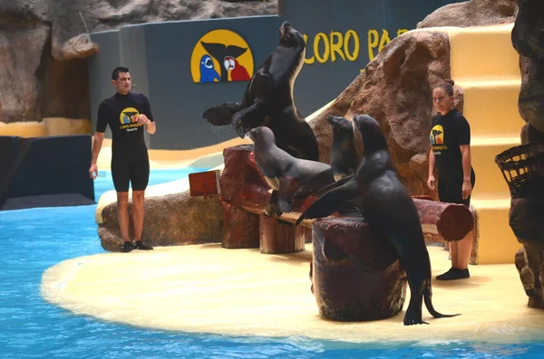 Espectáculo de lobos marinos en Loro Park en Puerto de la Cruz en Tenerife —  Fotos de Stock