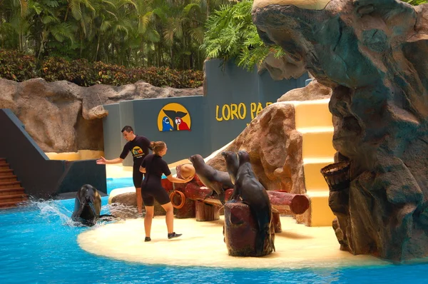 Espectáculo de lobos marinos en Loro Park en Puerto de la Cruz en Tenerife —  Fotos de Stock