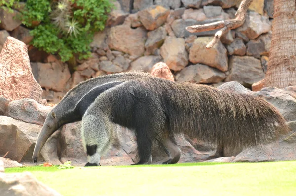 Giant anteater di Taman Loro di Puerto de la Cruz di Tenerife, Kepulauan Canary — Stok Foto