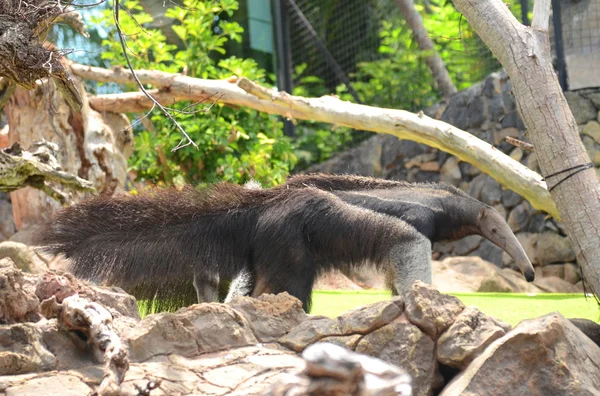 Óriás hangyász a Loro Park, Puerto de la Cruz Tenerife, Kanári-szigetek — Stock Fotó