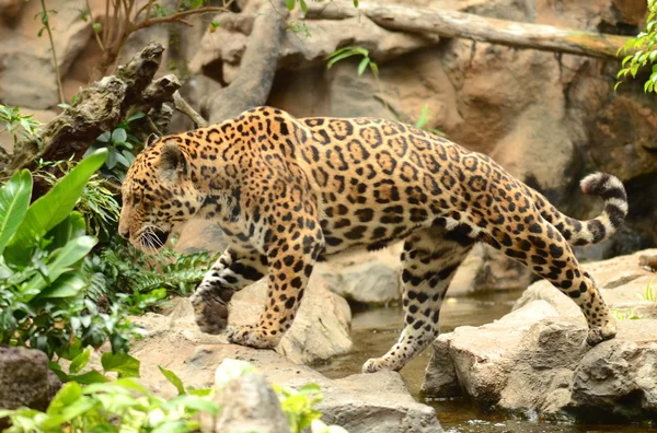 Loro Parkı Puerto de la Cruz'daki Tenerife, Kanarya Adaları'nda Amerikan leopar