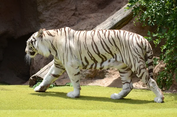 Tigre blanco en el parque Loro en Tenerife, Islas Canarias, España — Foto de Stock