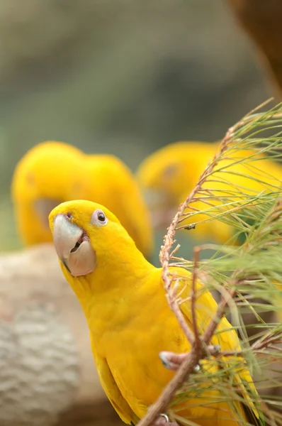 Vackra gula papegoja i Loro Park i Puerto de la Cruz på Teneriffa, Kanarieöarna — Stockfoto