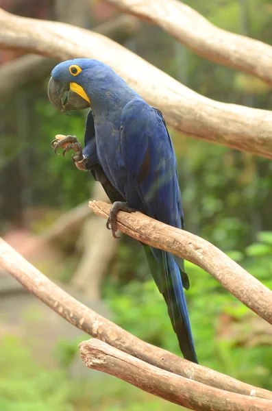 Vacker blå papegoja i Loro Park i Puerto de la Cruz på Teneriffa, Kanarieöarna — Stockfoto