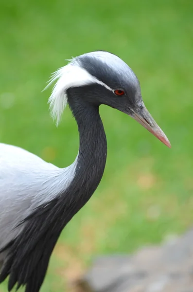 Grey crane in Loro Park on Tenerife, Canary Islands, Spain — Stock Photo, Image