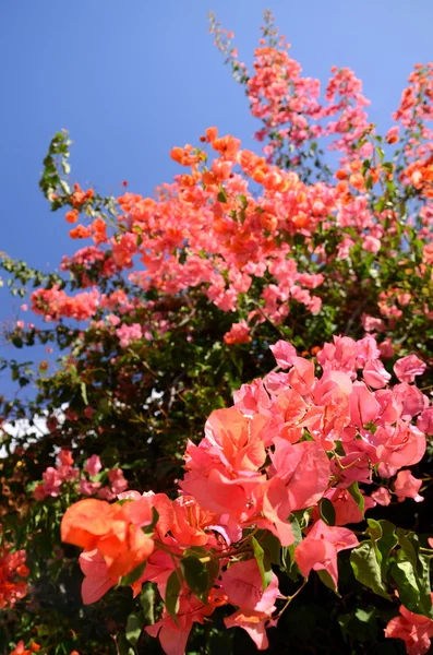 Hermosas flores delicadas buganvillas contra el cielo azul en Tenerife —  Fotos de Stock