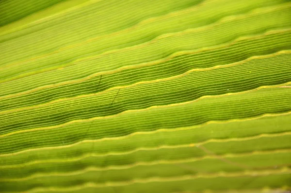 Close-up of palm trea leaf for background — Stock Photo, Image