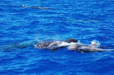 İspanya Tenerife adasında okyanusta balinaların