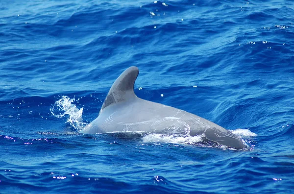 スペインのテネリフェ島の海でクジラします。 — ストック写真