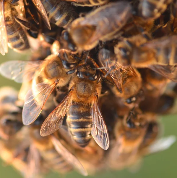 Nahaufnahme von Bienen auf Waben im Herbst — Stockfoto