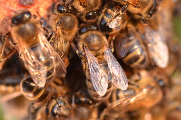 Close-up van bijen op de honingraat in de herfst — Stockfoto
