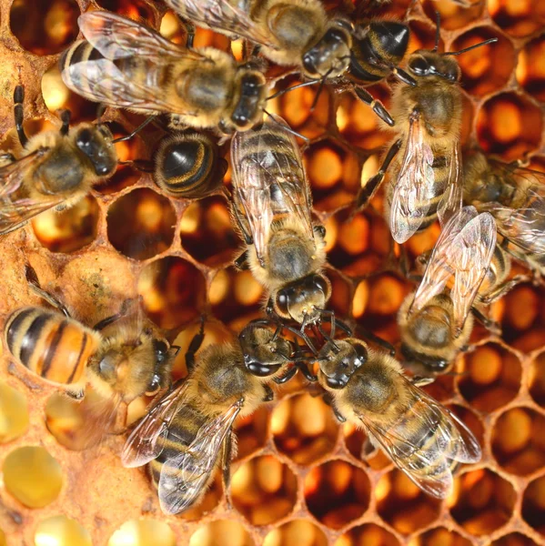 Close-up van bijen op de honingraat in de herfst — Stockfoto