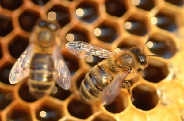 Nahaufnahme von Bienen auf Waben im Herbst — Stockfoto