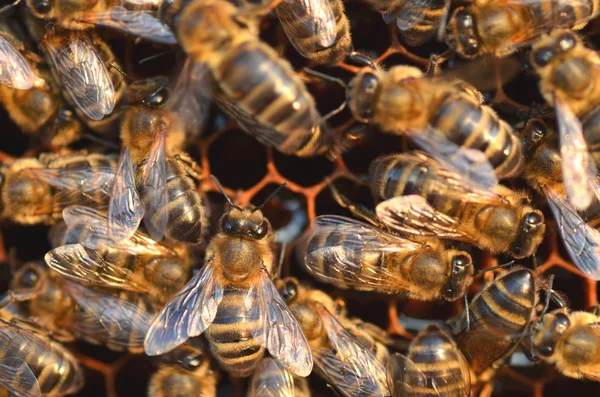 Close-up van bijen op de honingraat in de herfst — Stockfoto