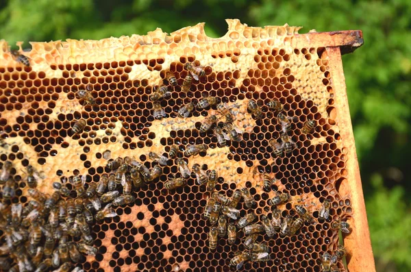 Abejas trabajadoras en panal en el otoño — Foto de Stock