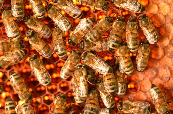 Hardworking bees on honeycomb in the autumn — Stock Photo, Image