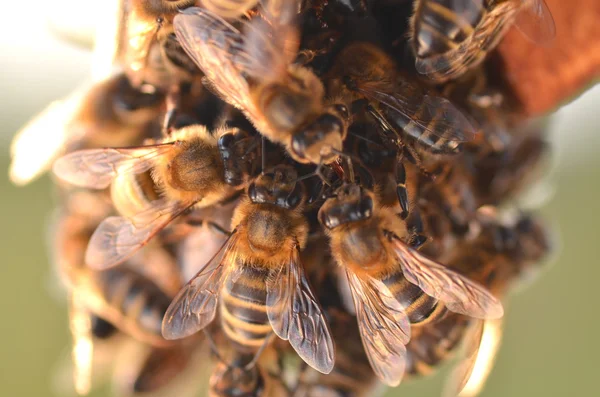Zbliżenie pszczół na plaster miodu w jesieni — Zdjęcie stockowe