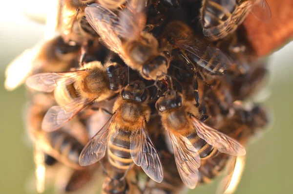 Primer plano de las abejas en panal en el otoño — Foto de Stock