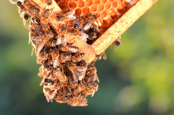 Hardwerkende bijen op de honingraat in de herfst — Stockfoto