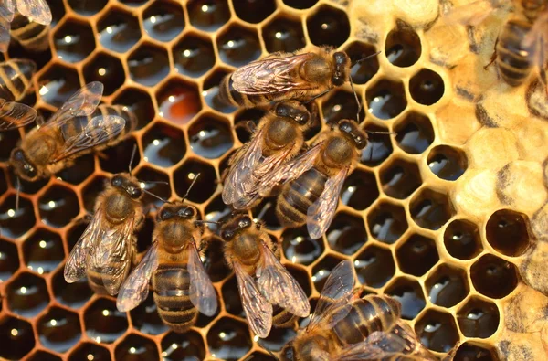 Abejas trabajadoras en panal en el otoño — Foto de Stock