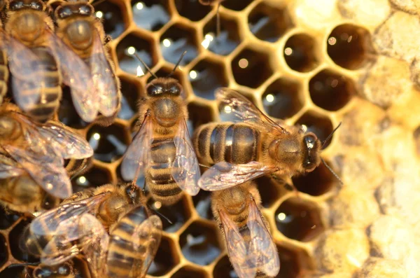 Closeup včel na plástve na podzim Stock Fotografie