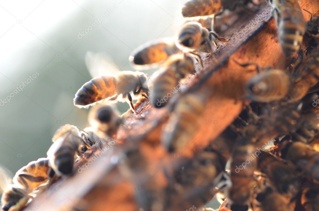 hardworking bees on honeycomb in the autumn