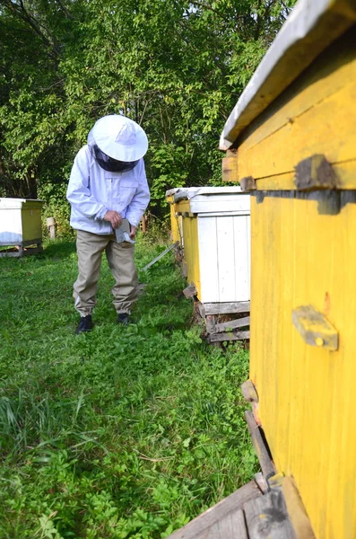 Apicultor experimentado haciendo fumigación contra enfermedades de abejas en el colmenar — Foto de Stock