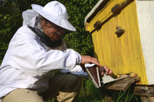 Apiarista experiente que faz fumigação contra doenças de abelhas em apiário — Fotografia de Stock