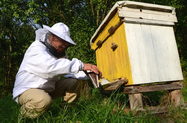 Опытный пасечник, делающий фумигацию против болезней пчёл на пасеке — стоковое фото