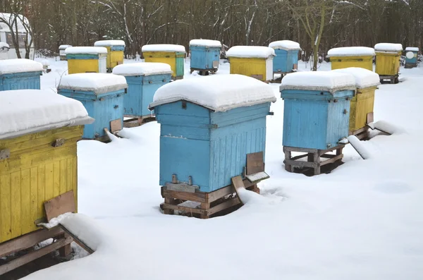 Alveari in apiario ricoperti di neve in inverno — Foto Stock