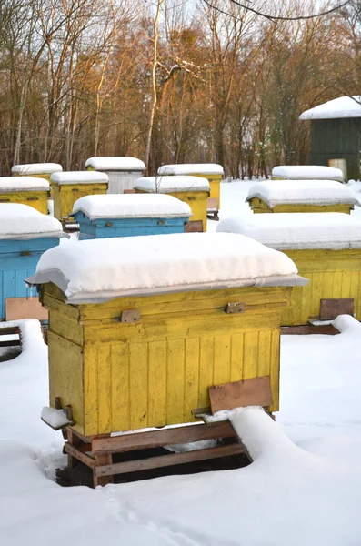 Colmenas en colmenas cubiertas de nieve en invierno — Foto de Stock