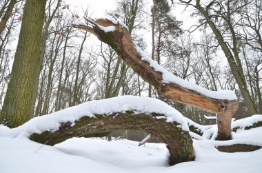 Kışın kar ile kaplı orman