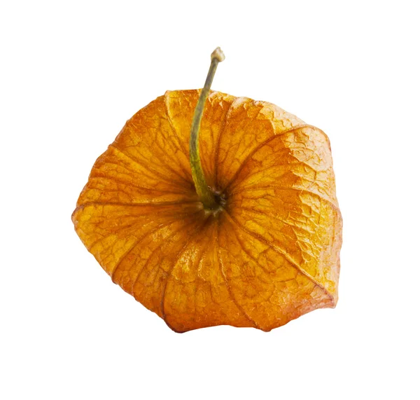 Pomarańczowy Pęcherzyca na białym tle — Zdjęcie stockowe