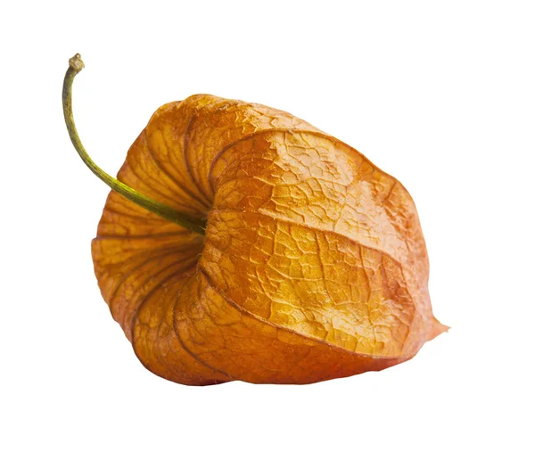 Oranje physalis geïsoleerd op witte achtergrond — Stockfoto