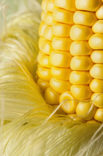 Granos de maíz maduro — Foto de Stock