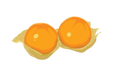 Beyaz arka planda izole Cape bektaşi üzümü ya da altın çilek.