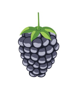 Blackberry beyaz arkaplanda izole edildi.