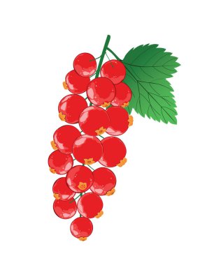 Beyaz arka planda yapraklı kırmızı frenk üzümü..