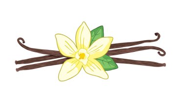 Beyaz arka planda izole edilmiş kabuklu ve yapraklı vanilya çiçeği