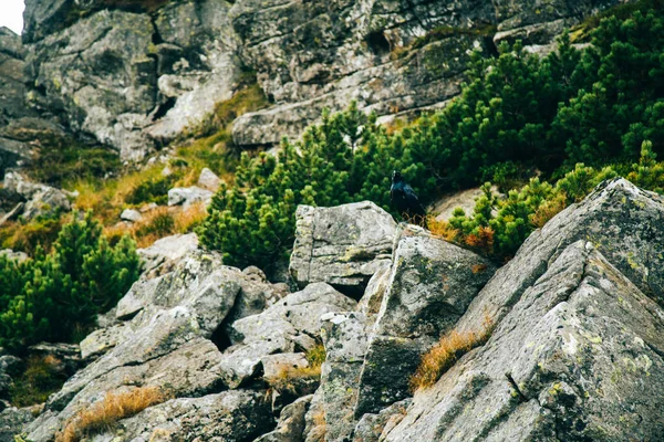 Close Rocks Mountain Background — Stock Photo, Image