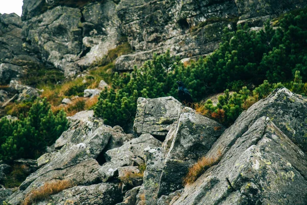 Nahaufnahme Von Felsen Des Berges Als Hintergrund — Stockfoto