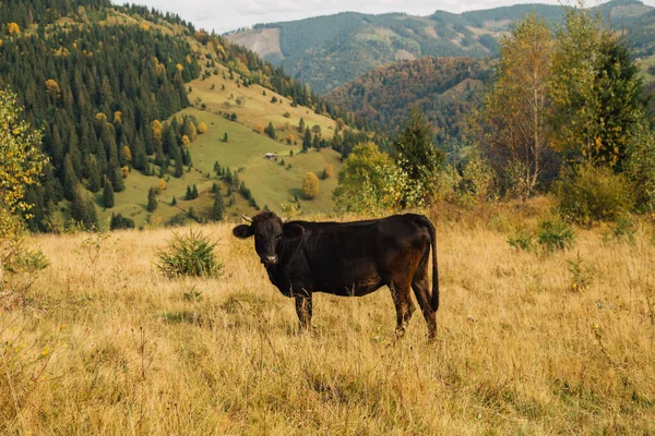 Wypas Krów Górach Niedaleko Domu — Zdjęcie stockowe